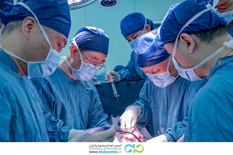 اولین پیوند موفقیتآمیز کبد خوک به انسان؛ گامی مهم در دنیای پزشکی